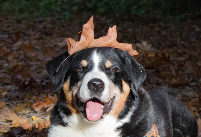 Geburtstagsgedenk-Kaffeetrinken für Bilbo